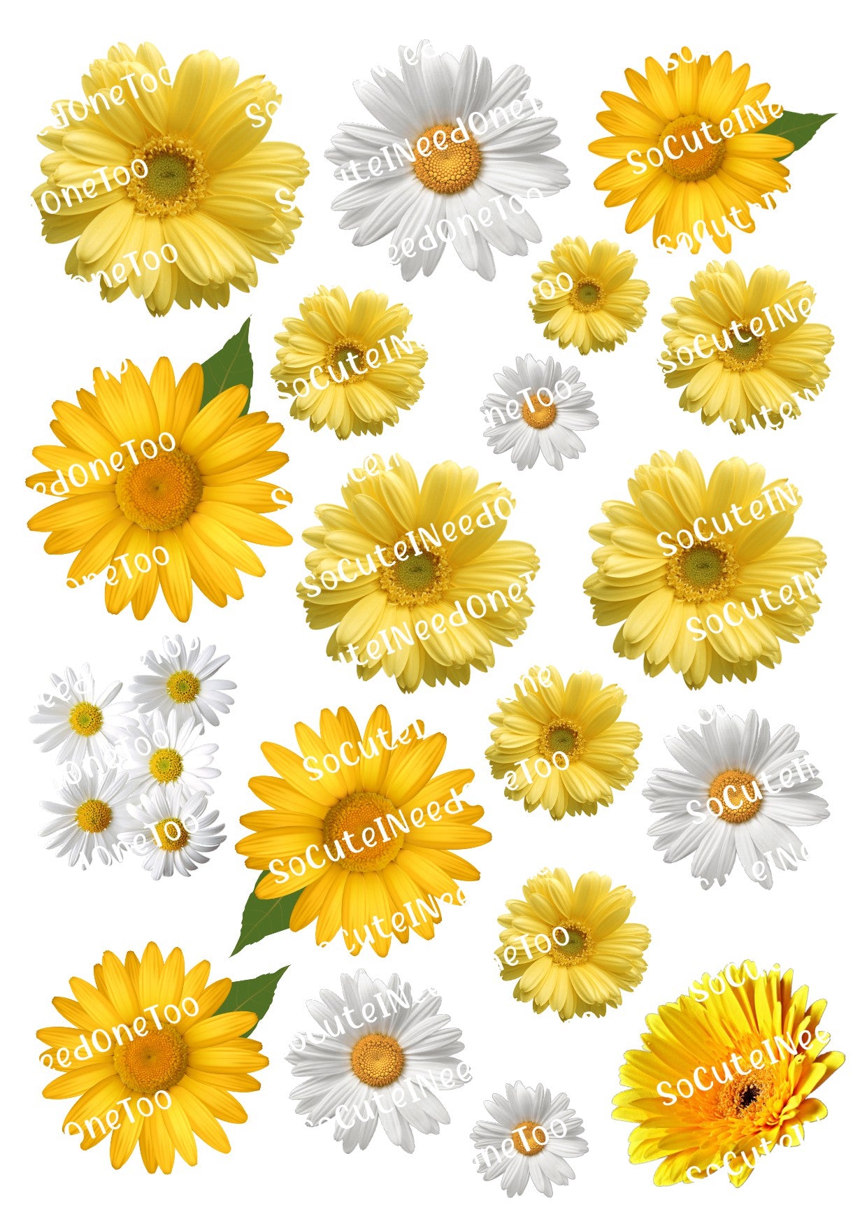 Daisy - Calcomanías para toboganes acuáticos en amarillo y blanco