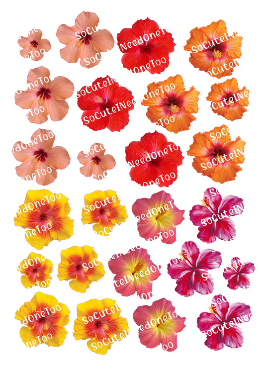 Flores de hibisco sobre papel para impresión al agua transparente/blanco, listas para usar 